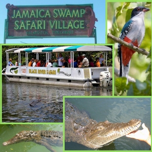 Swamp Safari Village In Jamaica, Taxi and Transportation services